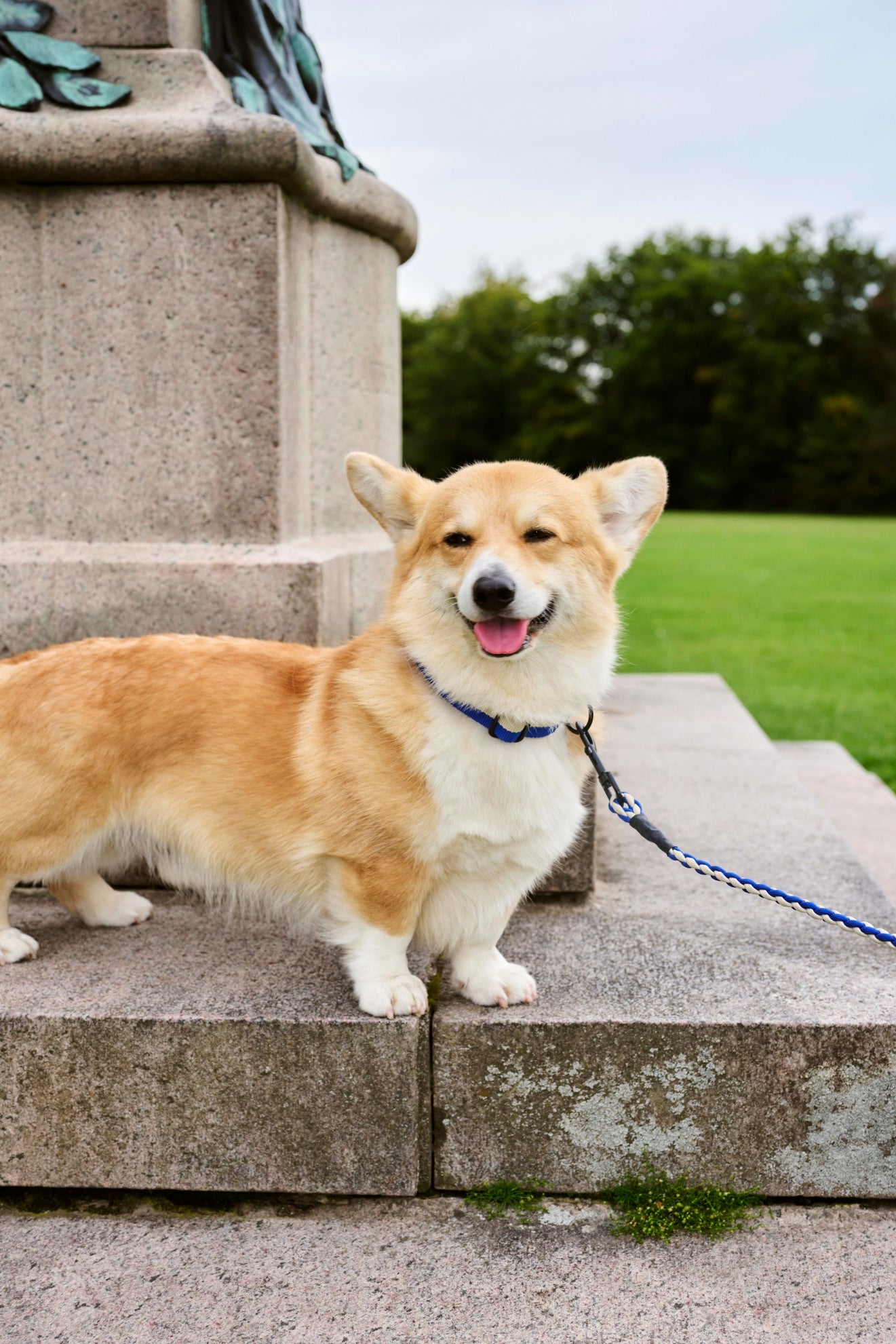 HAY Dogs Collar