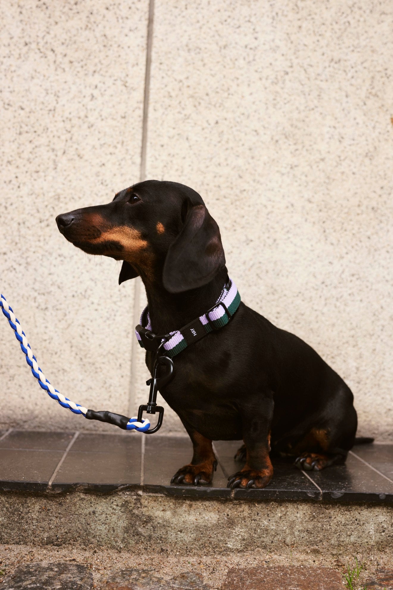 HAY Dogs Collar